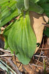 Common Leopardbane